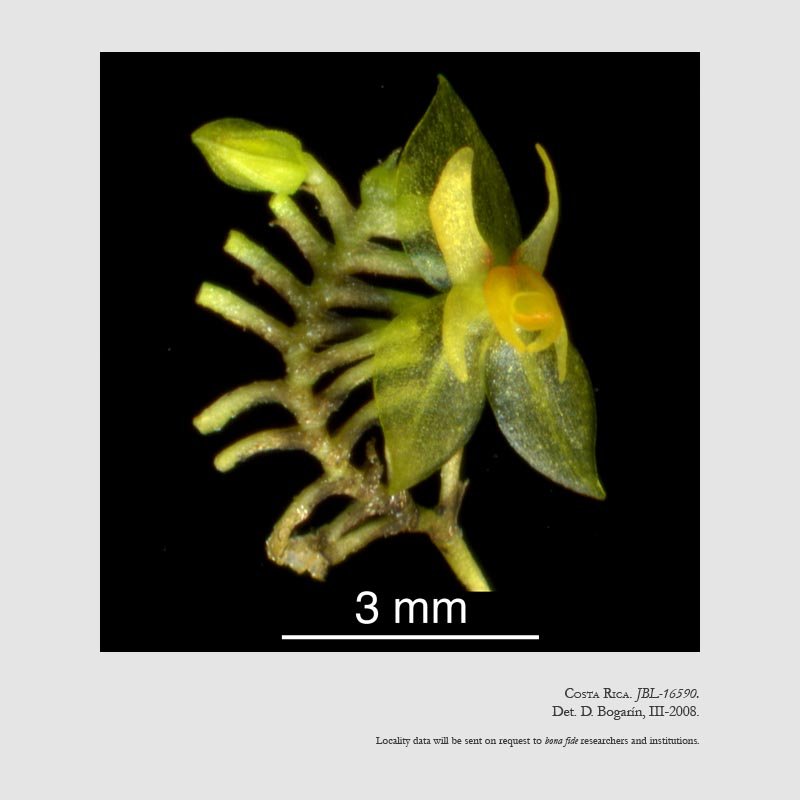 Lepanthes comet-halleyi