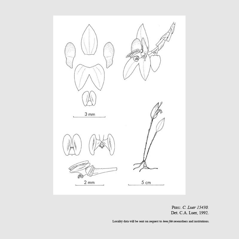 Lepanthes cordeliae