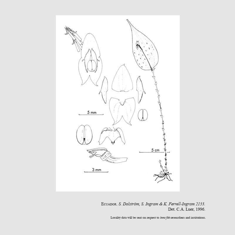 Lepanthes corrugata