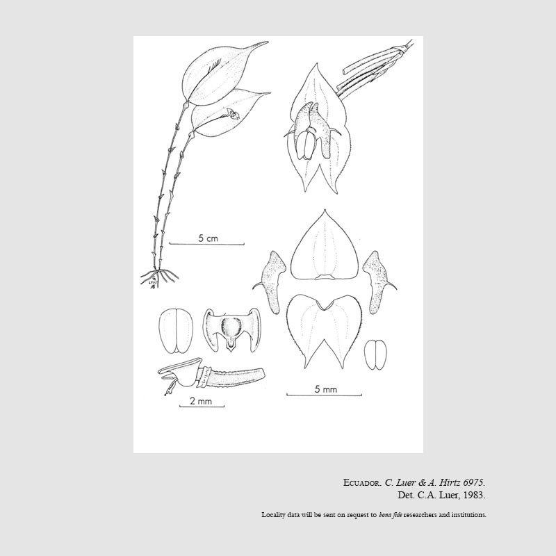 Lepanthes cotyledon