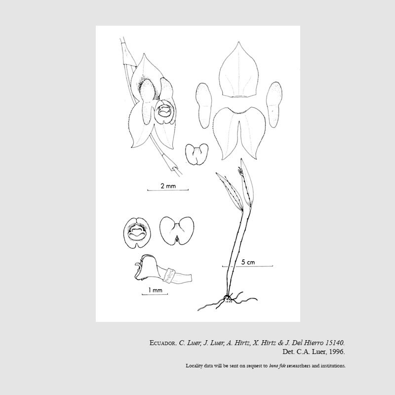 Lepanthes cotylisca