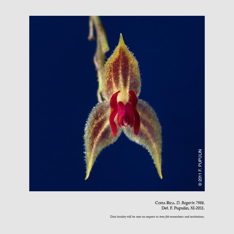 Lepanthes cribbii
