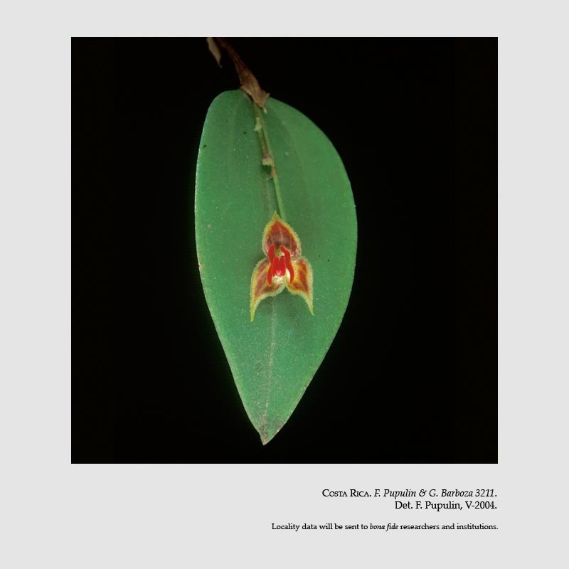 Lepanthes cribbii