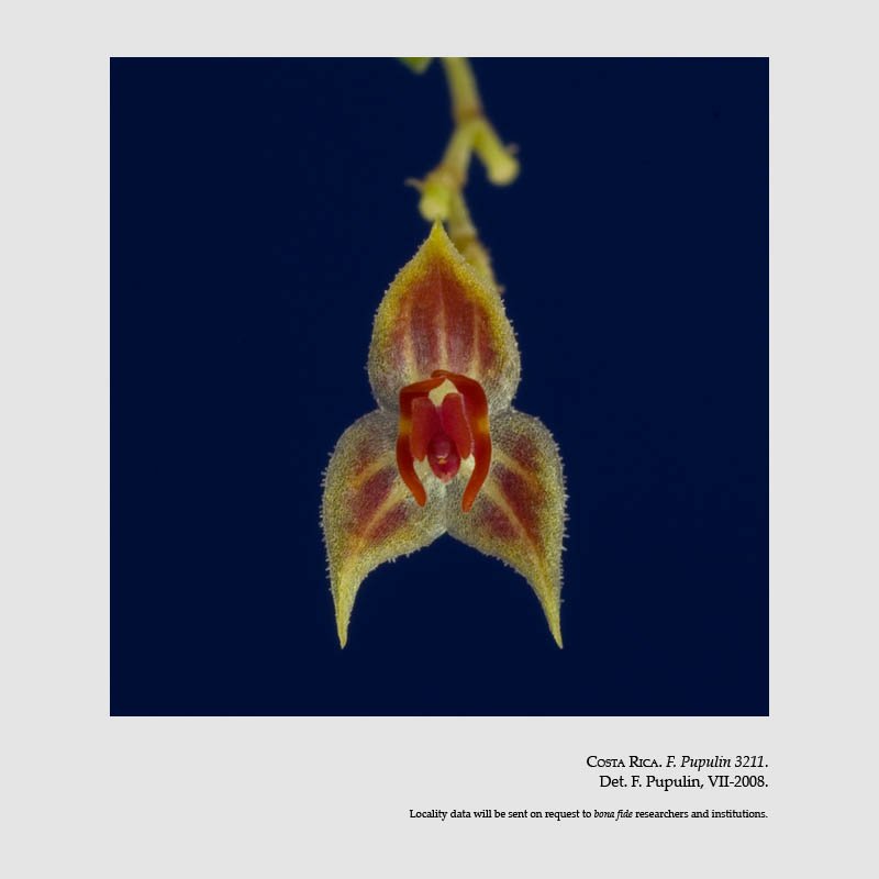 Lepanthes cribbii