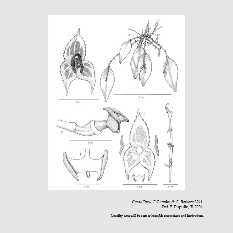 Lepanthes cribbii