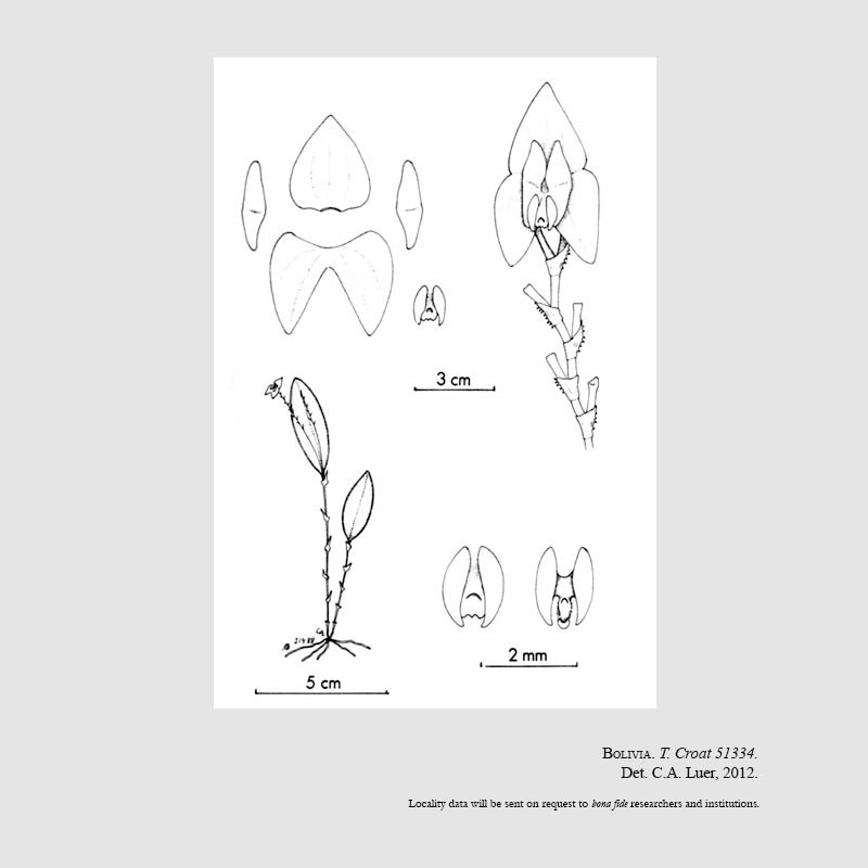 Lepanthes croatii