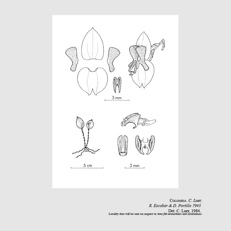 Lepanthes cuneiformis