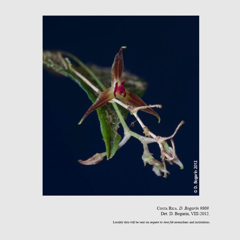 Lepanthes davidsei