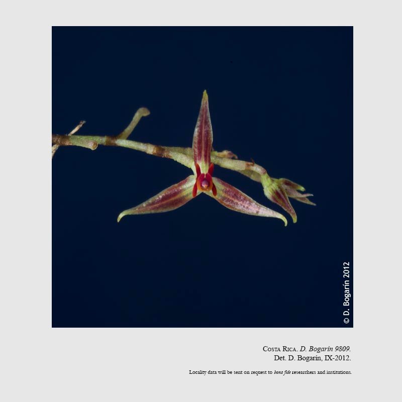 Lepanthes davidsei
