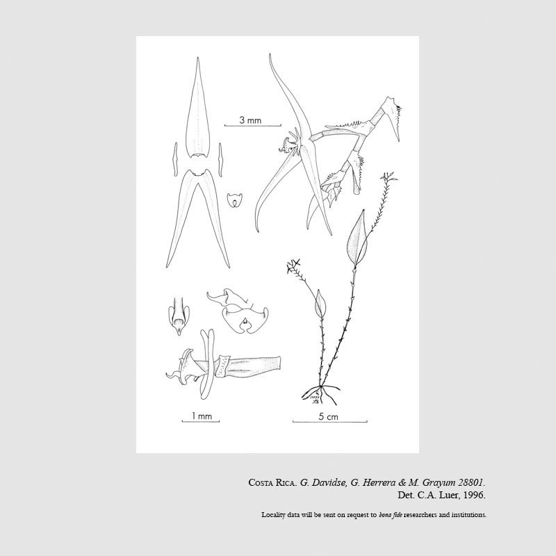 Lepanthes davidsei