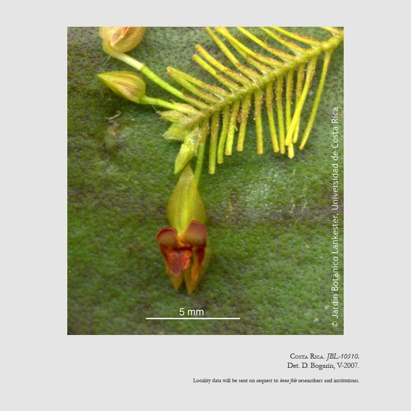 Lepanthes deformis