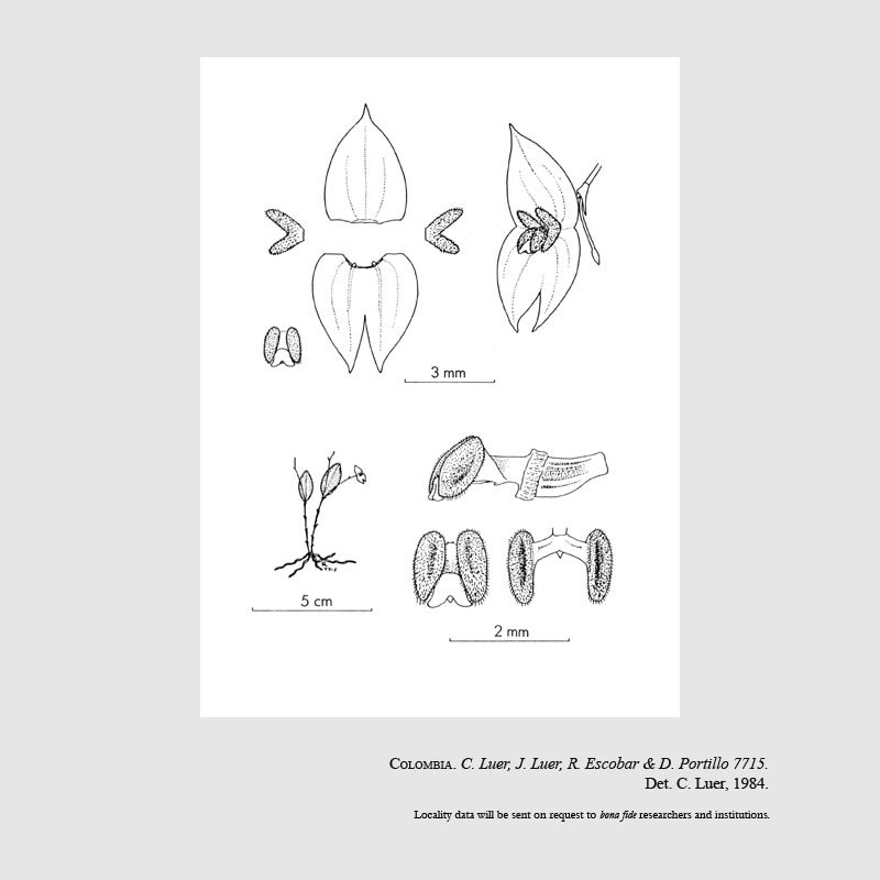 Lepanthes didactyla