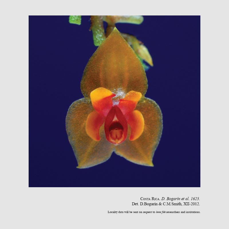 Lepanthes dikoensis