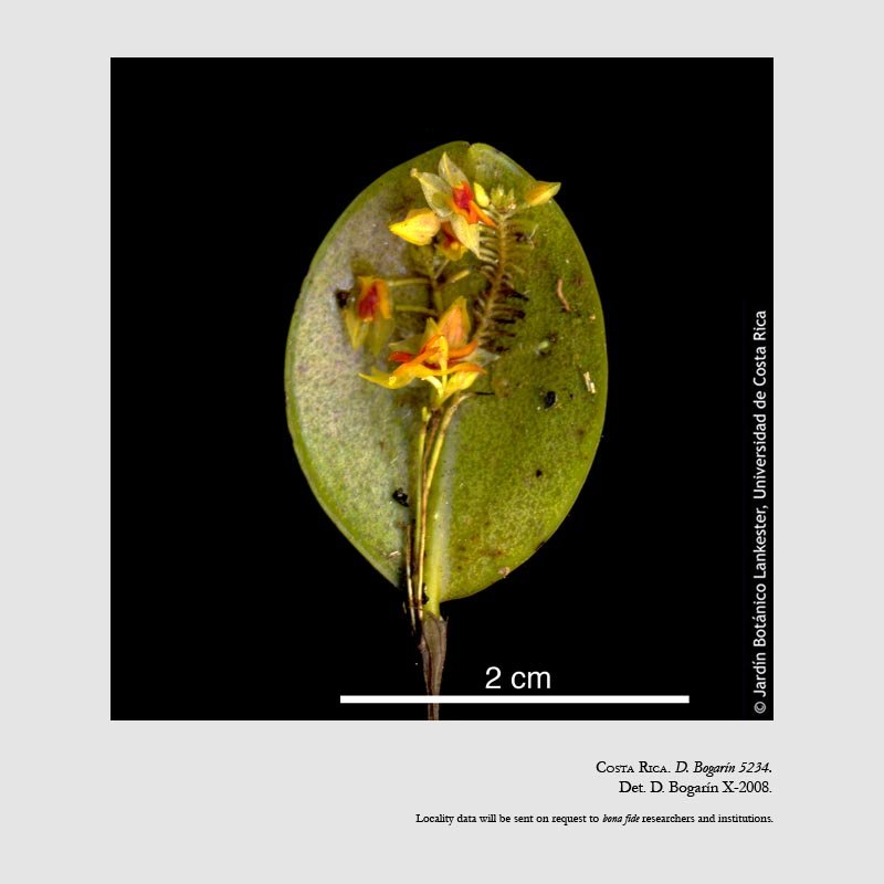 Lepanthes droseroides