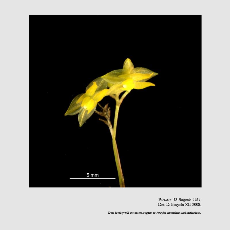 Lepanthes droseroides