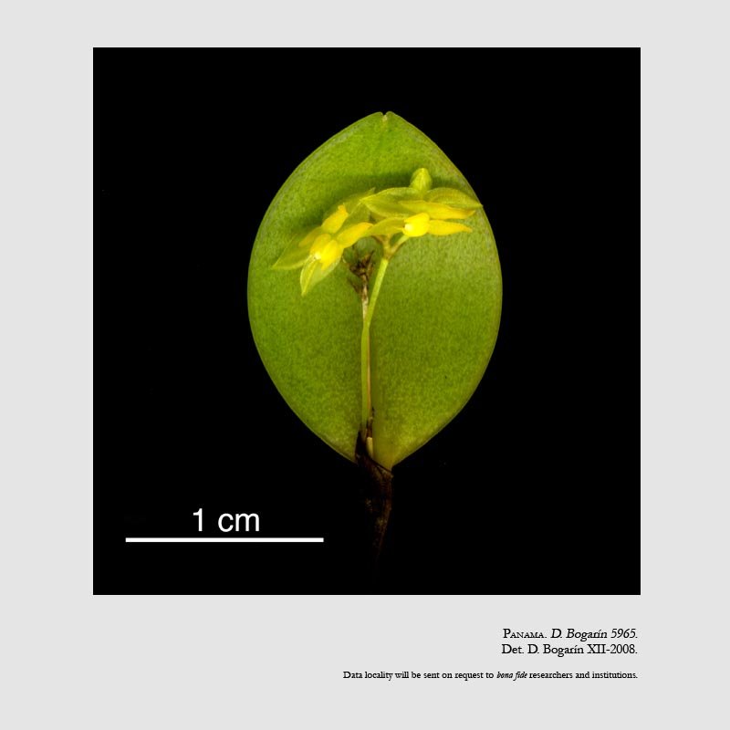Lepanthes droseroides