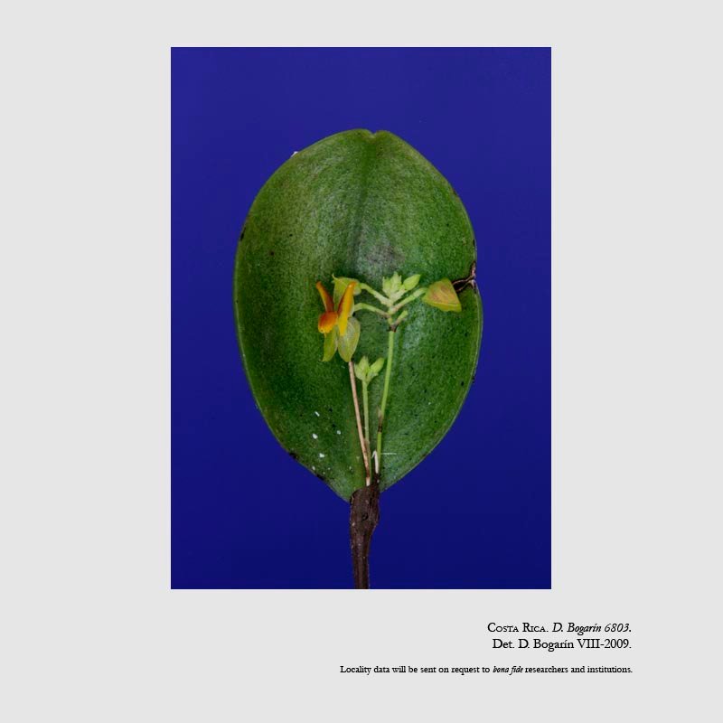 Lepanthes droseroides