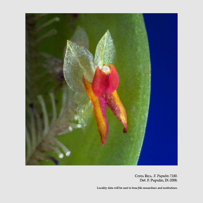 Lepanthes droseroides