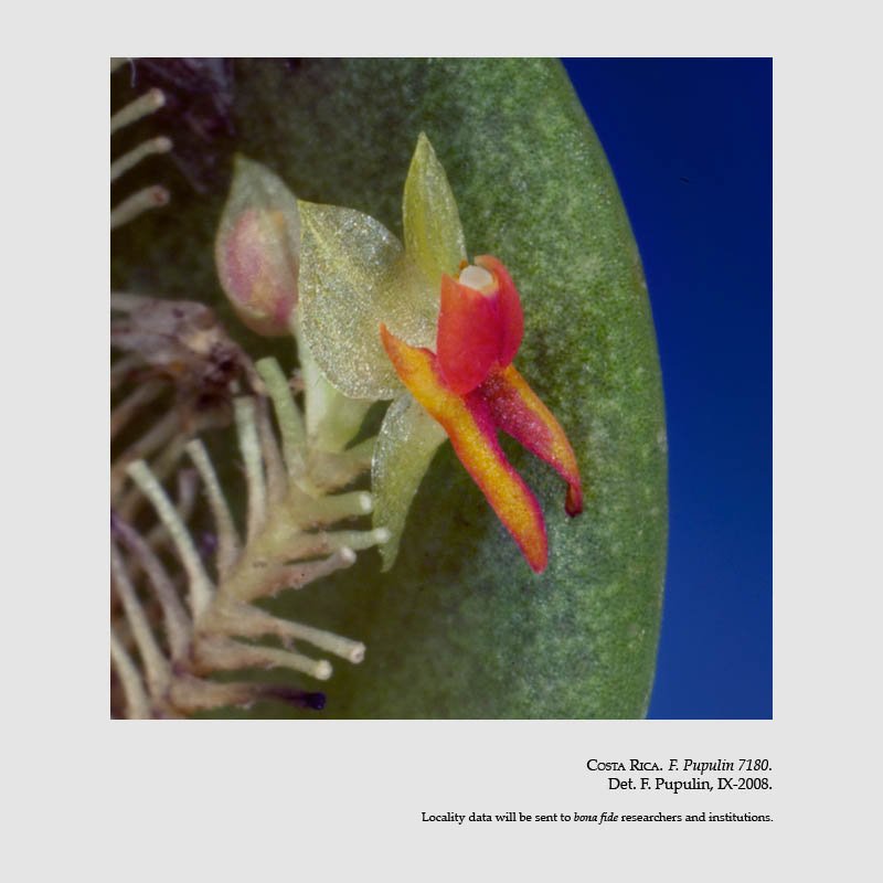 Lepanthes droseroides