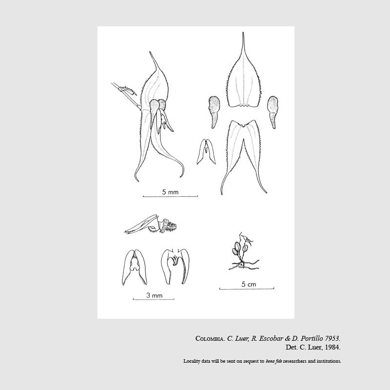 Lepanthes echidion