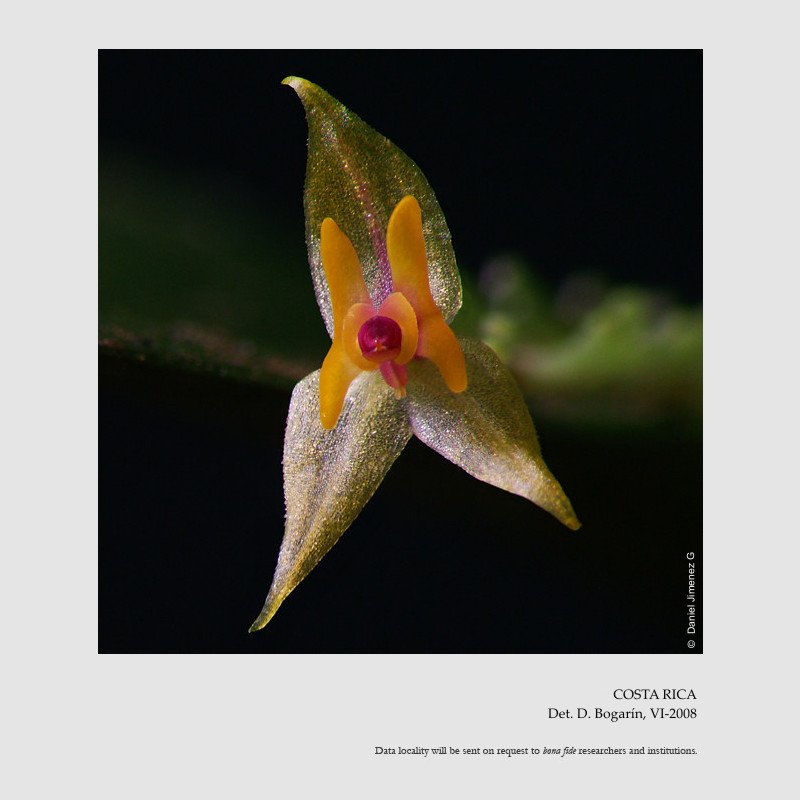 Lepanthes edentula
