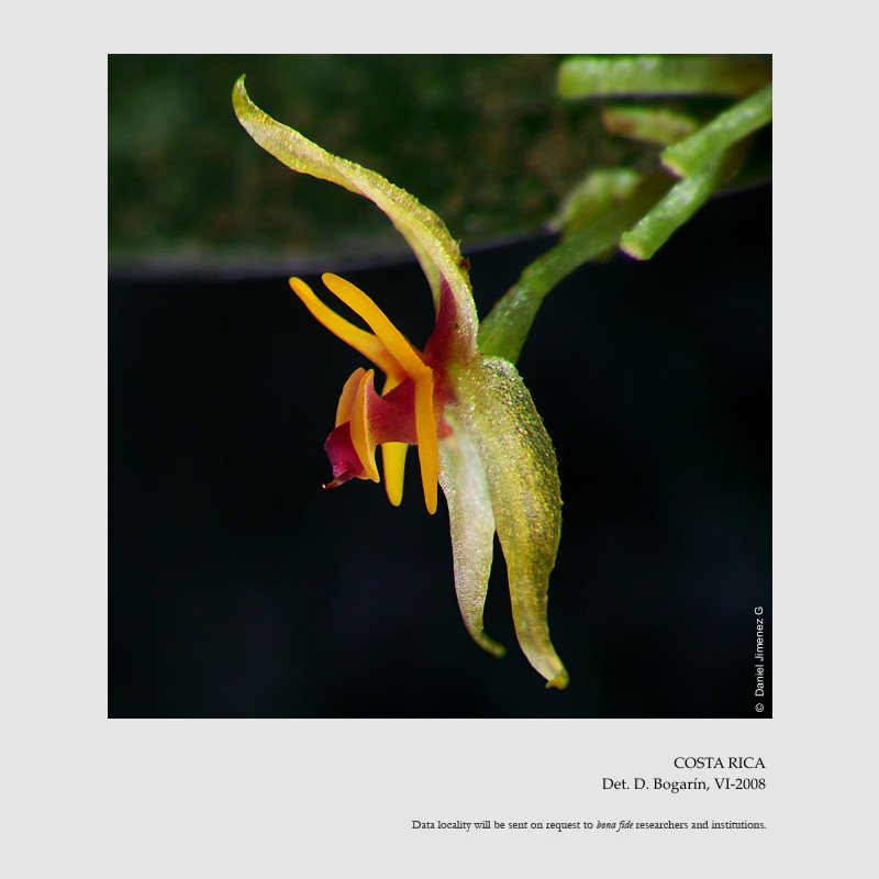Lepanthes edentula