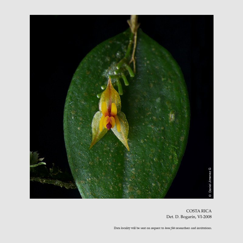 Lepanthes edentula 
