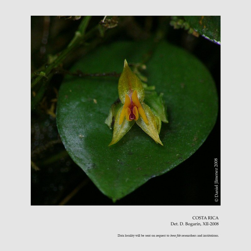 Lepanthes edentula