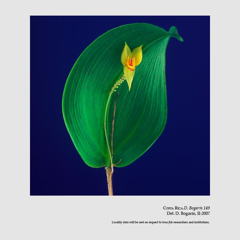 Lepanthes elata