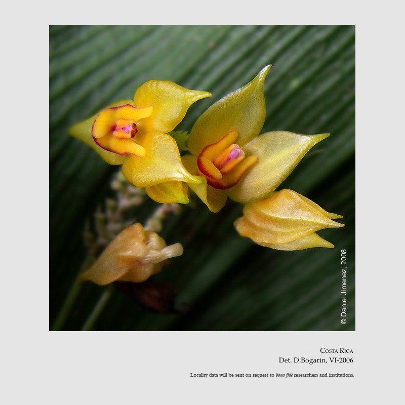 Lepanthes elata