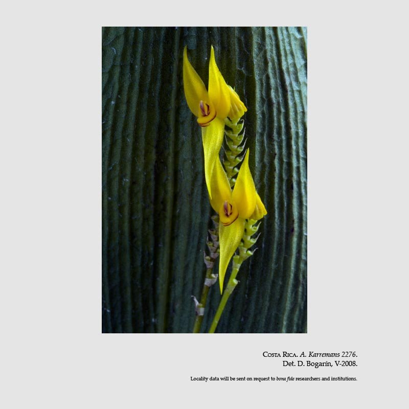 Lepanthes elata