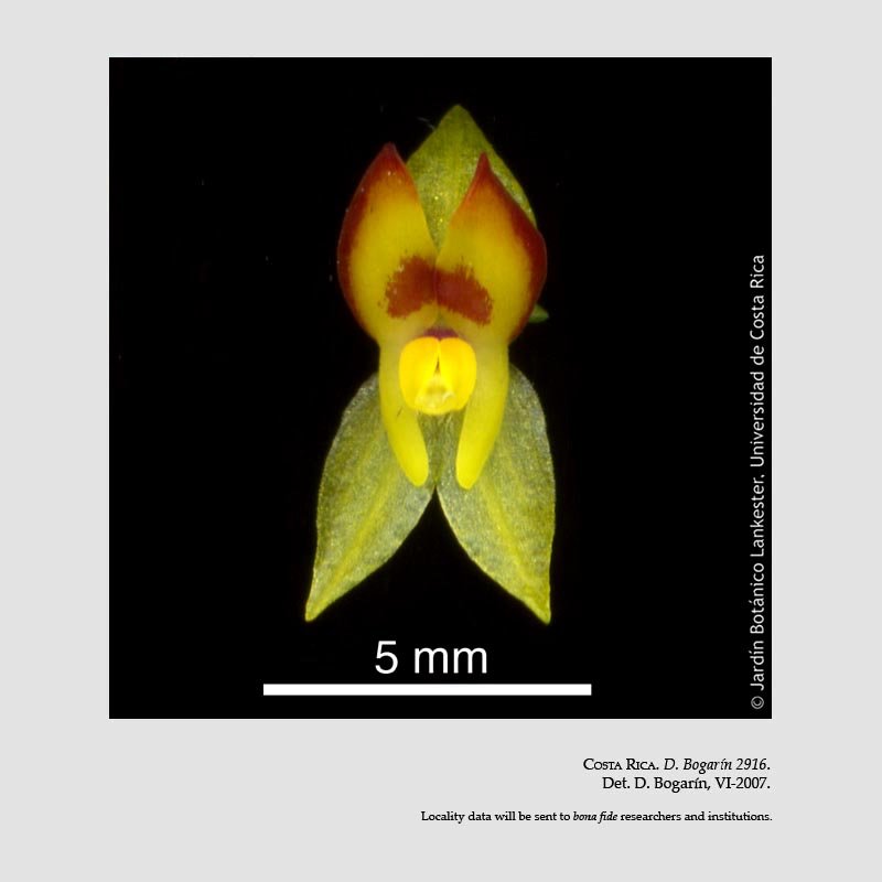 Lepanthes elegans