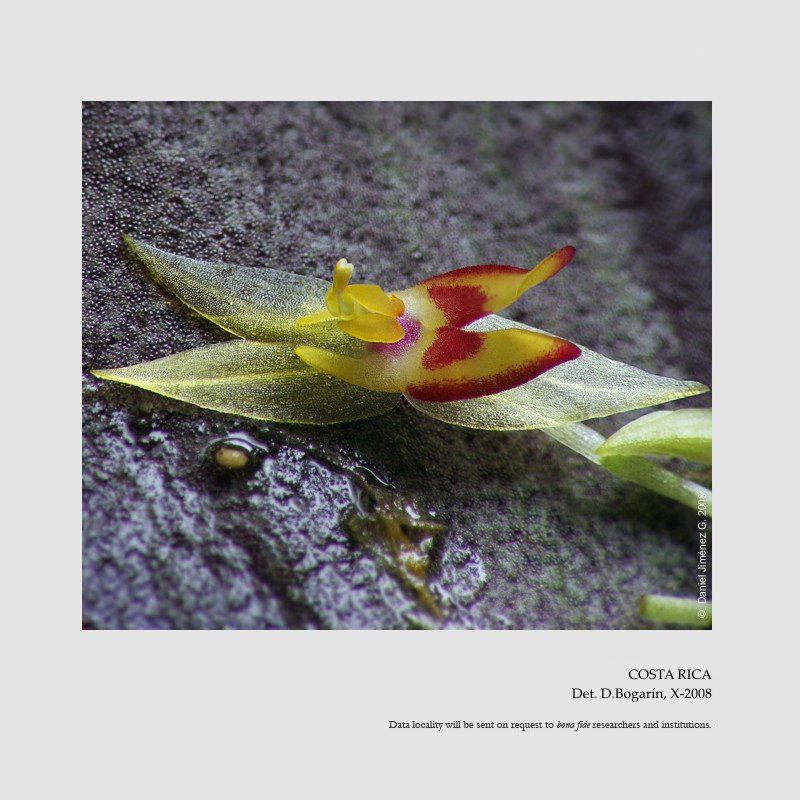 Lepanthes elegans
