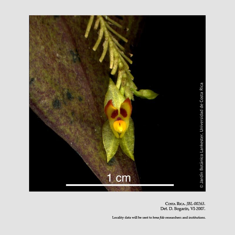 Lepanthes elegans
