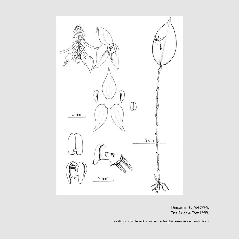 Lepanthes elytrifera
