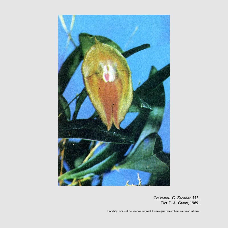 Lepanthes escobariana