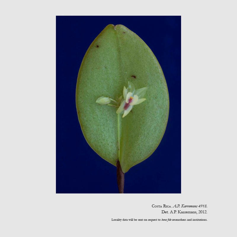 Lepanthes estrellensis