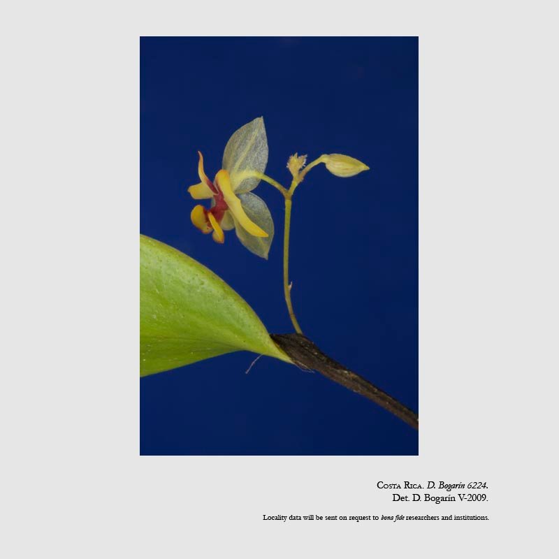 Lepanthes estrellensis