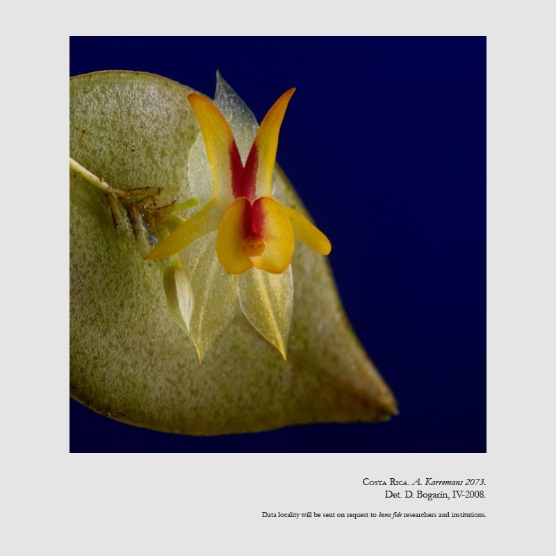 Lepanthes estrellensis