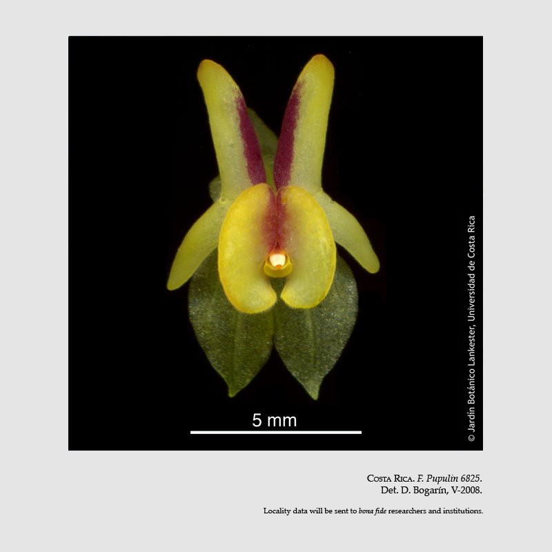 Lepanthes estrellensis