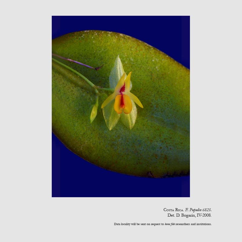 Lepanthes estrellensis