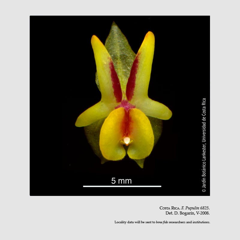 Lepanthes estrellensis