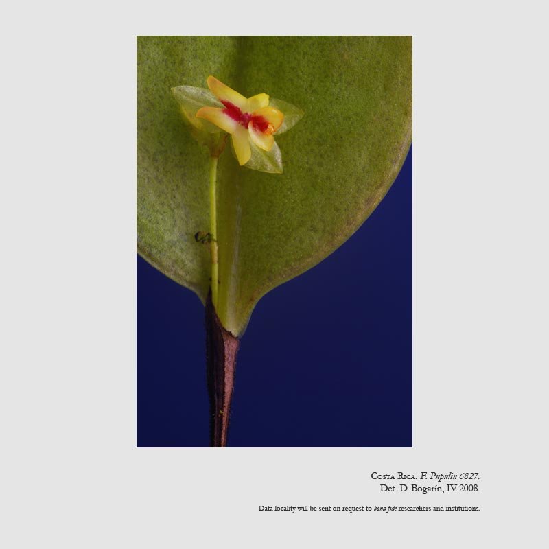 Lepanthes estrellensis