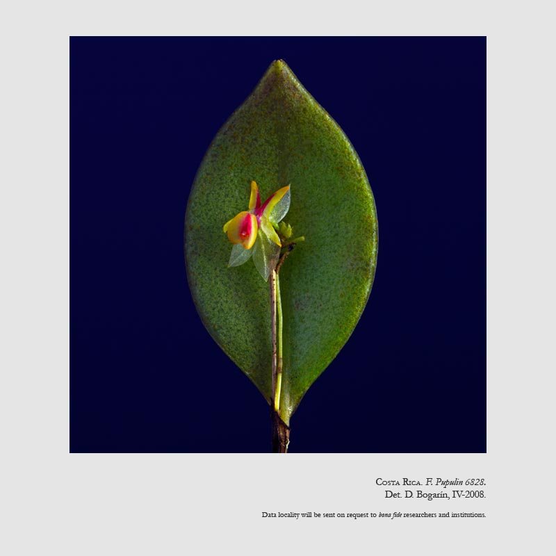 Lepanthes estrellensis