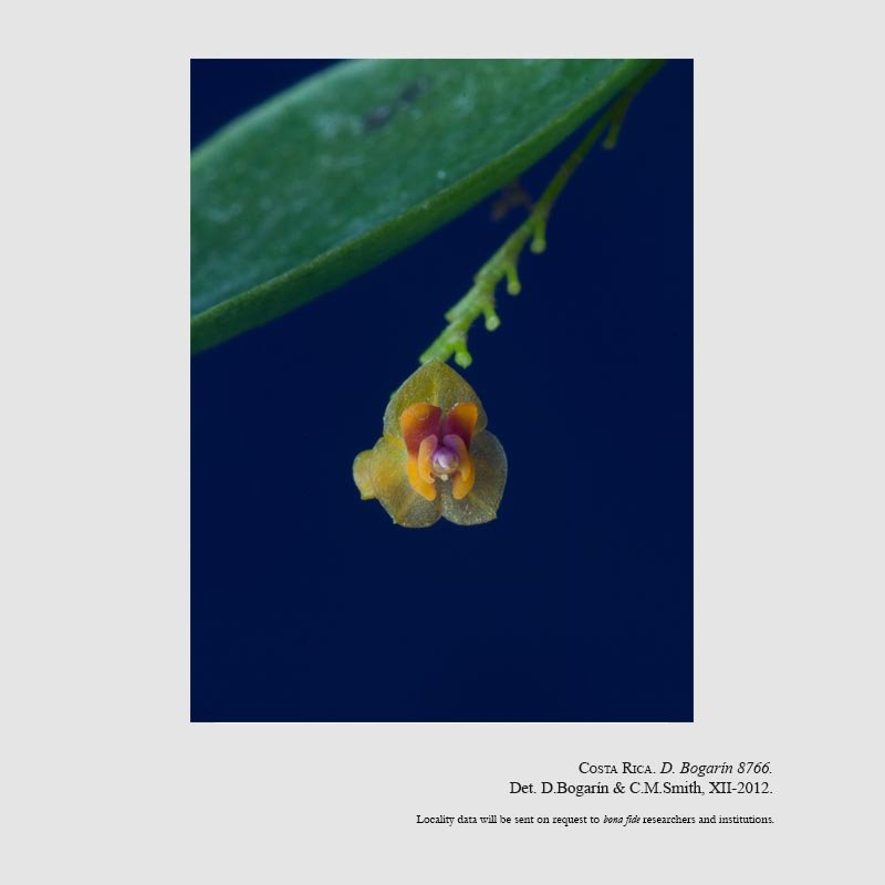 Lepanthes expansilabia
