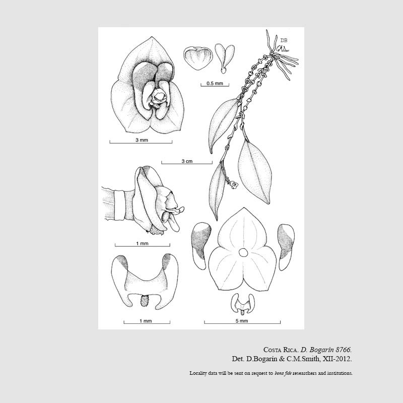 Lepanthes expansilabia