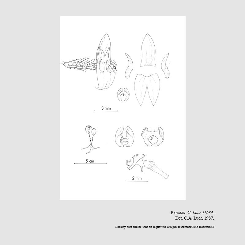 Lepanthes exposita