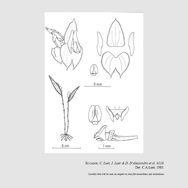 Lepanthes fusiformis