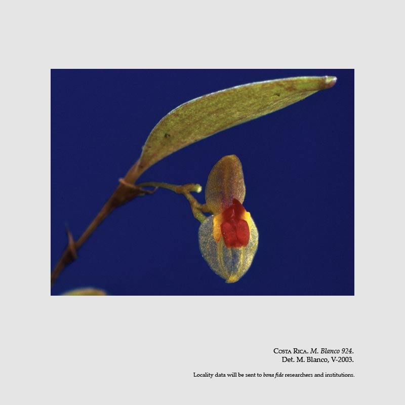 Lepanthes gerardensis