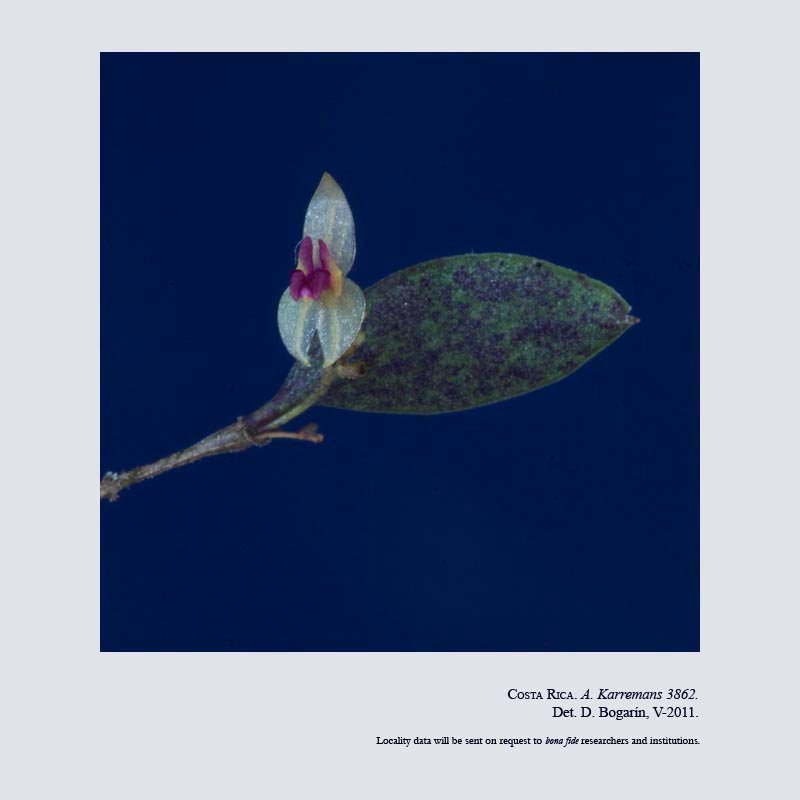 Lepanthes gerardensis